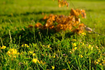 Blooming little yellow meadow flower in April and May
