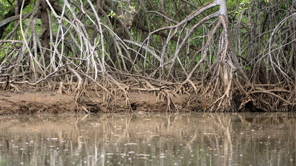 Roots of a mangrove forest in a marsh in Tamarindo, Costa Rica
