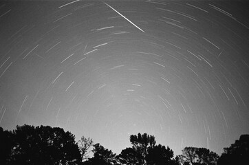 B&W Stars over the trees