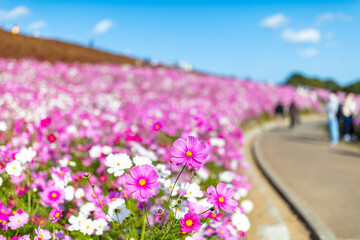 ひたち海浜公園のコスモス