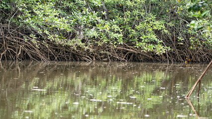 Fototapeta na wymiar Roots of a mangrove forest in a marsh in Tamarindo, Costa Rica
