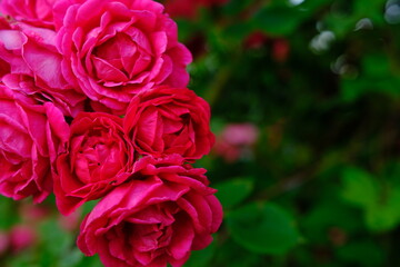 Soft pink roses on fresh green leaf background and bokeh blure with shallow depth of field. Soft focus.