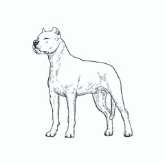Vintage hand drawn sketch Dogo Argentino dog