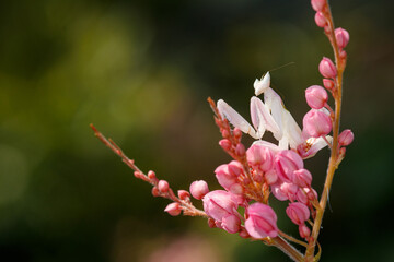 close up of pink orchid mantis on pink flower