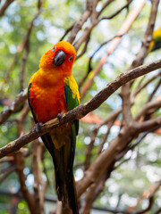 red and green parrot