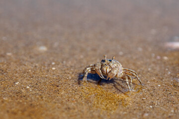 small crab on the beach