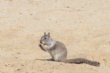 squirrel eating nut on the beach