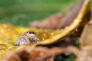 close up of a spider on leaf