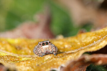 close up of a spider on leaf