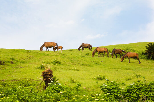 都井岬の馬
