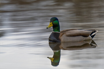 2022-07-09 A MALE MALLARD DUCK FLAOTING IN A LAKE IN MEDINA WASHINGTON WITH A REFLECTION IN THE WATER
