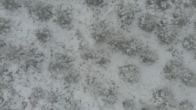 Drone video of snow covered pine forest in Edith, New South Wales, Australia