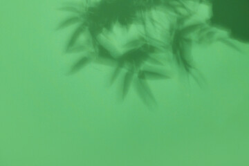 Shadow of tropical leaves on color background