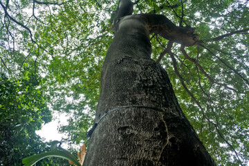 Collection of rare Indonesian tropical forest plants in the arboretum of Manggala wana bakti.  Hymenaea courbaril  L, Locust, locust © YURIANTO