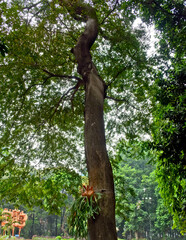 Collection of rare Indonesian tropical forest plants in the arboretum of Manggala wana bakti. 
Hymenaea courbaril  L, Locust, locust
