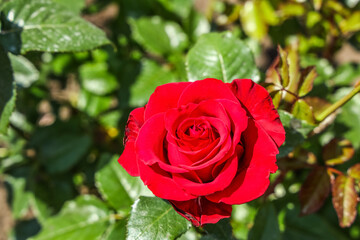 Beautiful red rose flower in garden on sunny day, closeup