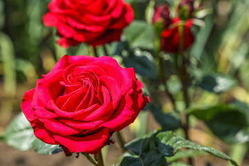 Closeup view of beautiful red roses in garden on sunny day