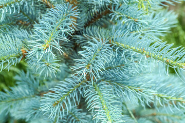 Closeup view of blue spruce branches