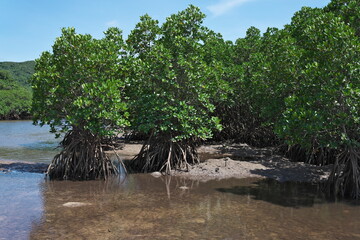 Okinawa,Japan - July 3, 2022: Mangrove forest along Fukido river in Ishigaki island, Okinawa, Japan
