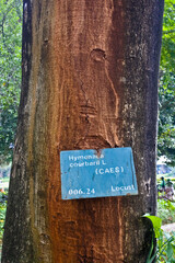 Collection of rare Indonesian tropical forest plants in the arboretum of Manggala wana bakti. 
Hymenaea courbaril  L, Locust, locust