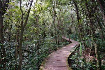 old mossy trees and boardwalk