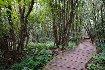 fascinating forest with boardwalk