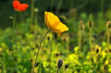 blossoming poppy flowers in spring