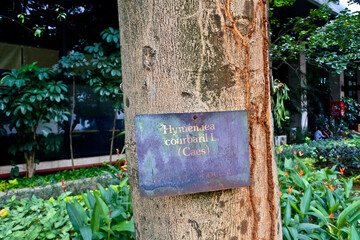 Collection of rare Indonesian tropical forest plants in the arboretum of Manggala wana bakti. 
	
Hymenaea courbaril  L, Locust, locust
