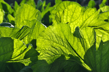 Vegetable field with spraying water in sunlight