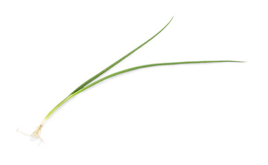 Green onion on white background