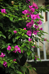 Fototapeta na wymiar Beautiful bougainvillea flowers
