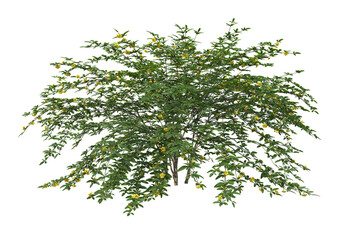 Obraz premium Ivy flowers on a white background.