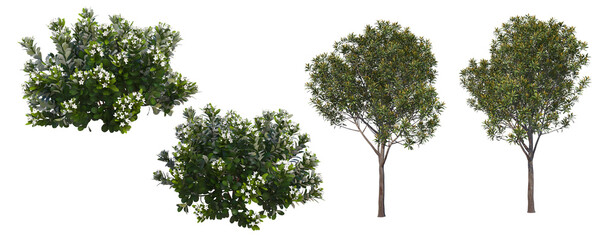 The shrub has flowers, and the tree has flowers on a white background.