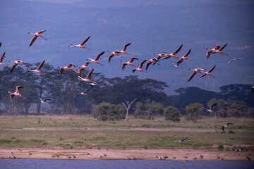 Flamingos in Lake Nakuru National Park of Kenya