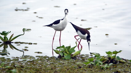 Black-necked stilts (Himantopus mexicanus) wading in the La Segua Wetlands near Chone, Ecuador