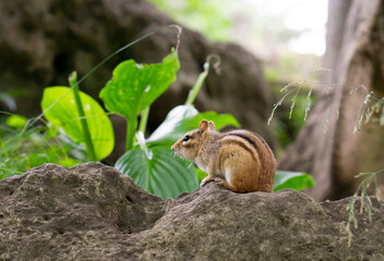 Landscape with chipmunk. Eastern Chipmunk (Tamias striatus) with blurry green background in Canada nature park.