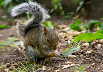 Eastern Grey Squirrel on branch. Scientific name: Sciurus carolinensis. Eastern Gray Squirrel with Peanut.