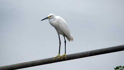 Snowy egret (Egretta thula) perched on a pipe in the La Segua Wetlands near Chone, Ecuador