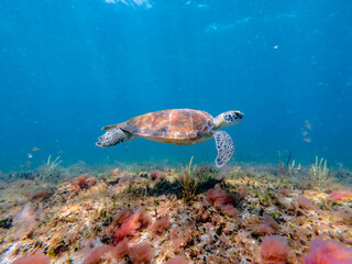 Hawksbill sea turtle swimming in ocean with coral reef