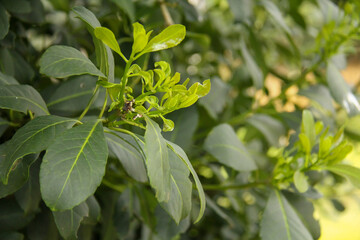 Yerba mate production in southern Brazil (erva-mate de chimarrão)