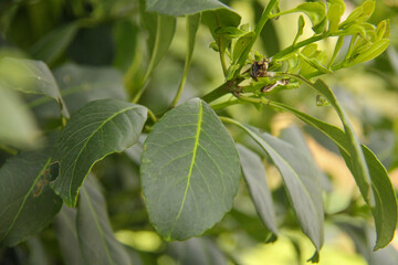 Yerba mate production in southern Brazil (erva-mate de chimarrão)
