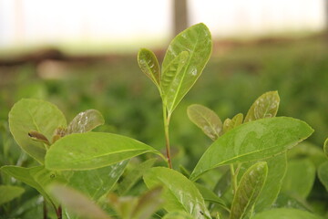 Yerba mate production in southern Brazil (erva-mate de chimarrão)
