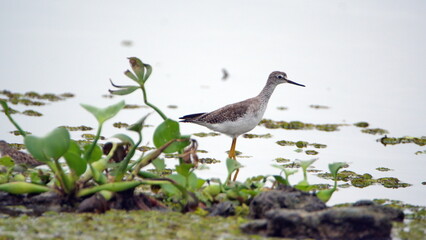Lesser yellowlegs (Tringa flavipes) wading in the La Segua Wetlands near Chone, Ecuador