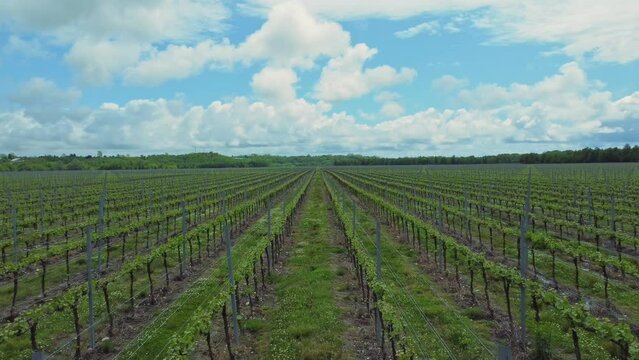 4k Top iew of agricultural plants growing on fields of farm on summer day irrl. Beautiful pic of annual green plants grow in fields surrounded by forests under cloudy sky outdoors. Video operator