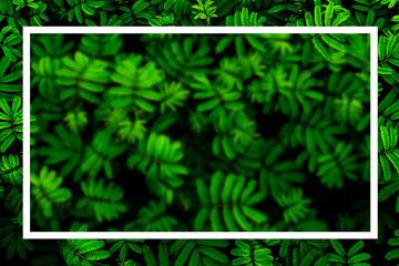green abstract texture with dark light, natural background, tropical leaves in Asia and Thailand. Sensitive plant. select focus. underexposed techniques