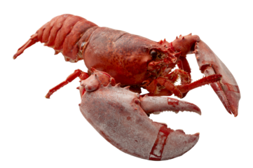Tender boiled red lobster isolated on white background with clipping path cutout concept for seafood diner, delicious marine delicacy and luxury dining