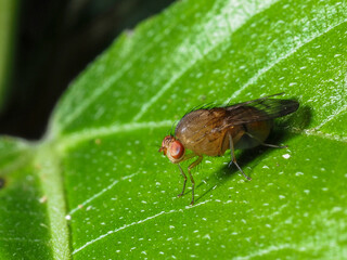 horn fly stay on green leaf in forest