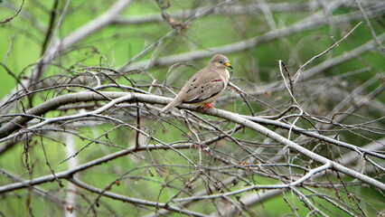 Croaking ground dove (Columbina cruziana) perched in a tree in the La Segua Wetlands near Chone, Ecuador