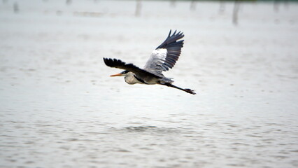 Cocoi heron (Ardea cocoi) in flight in the La Segua Wetlands near Chone, Ecuador