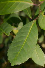 Yerba mate production in southern Brazil (erva-mate de chimarrão)